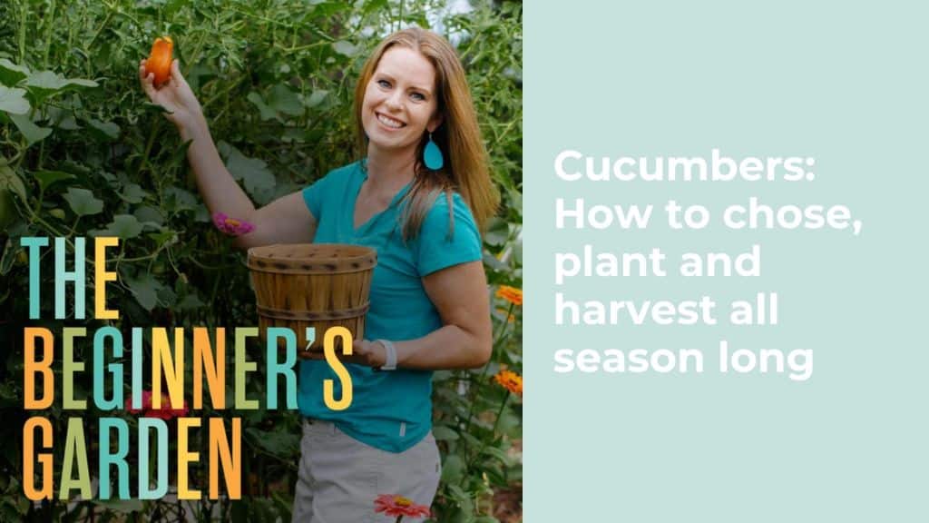 Cucumbers How to chose, plant and harvest all season long
