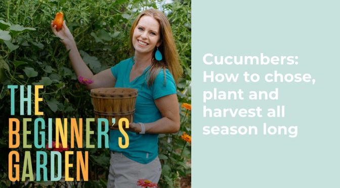 Cucumbers: How to chose, plant and harvest all season long
