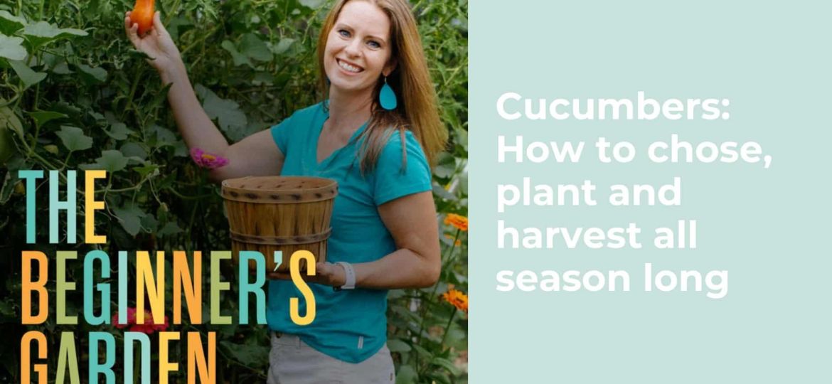 Cucumbers How to chose, plant and harvest all season long