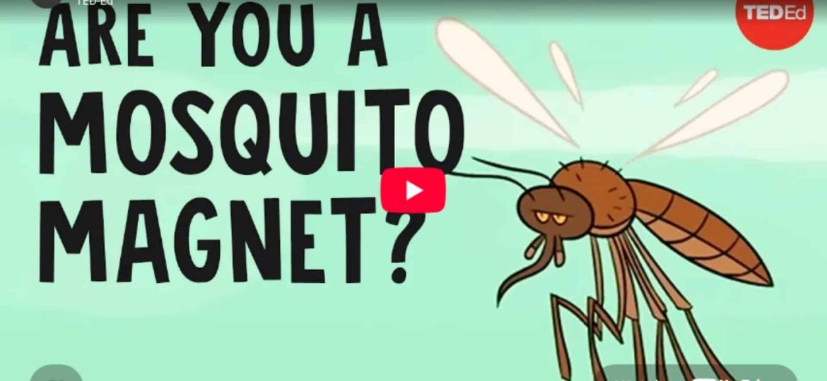 Why Some People Get Bitten by Mosquitos More Than Others