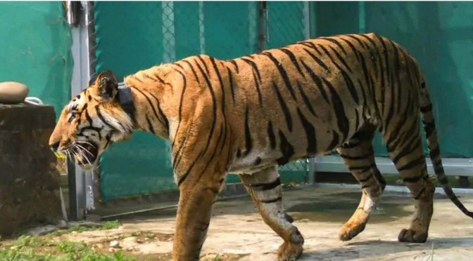 India&rsquo;s Tigers Are Making a Comeback