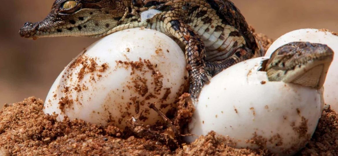 Ten Baby Crocodiles Hatch Naturally in the South of France