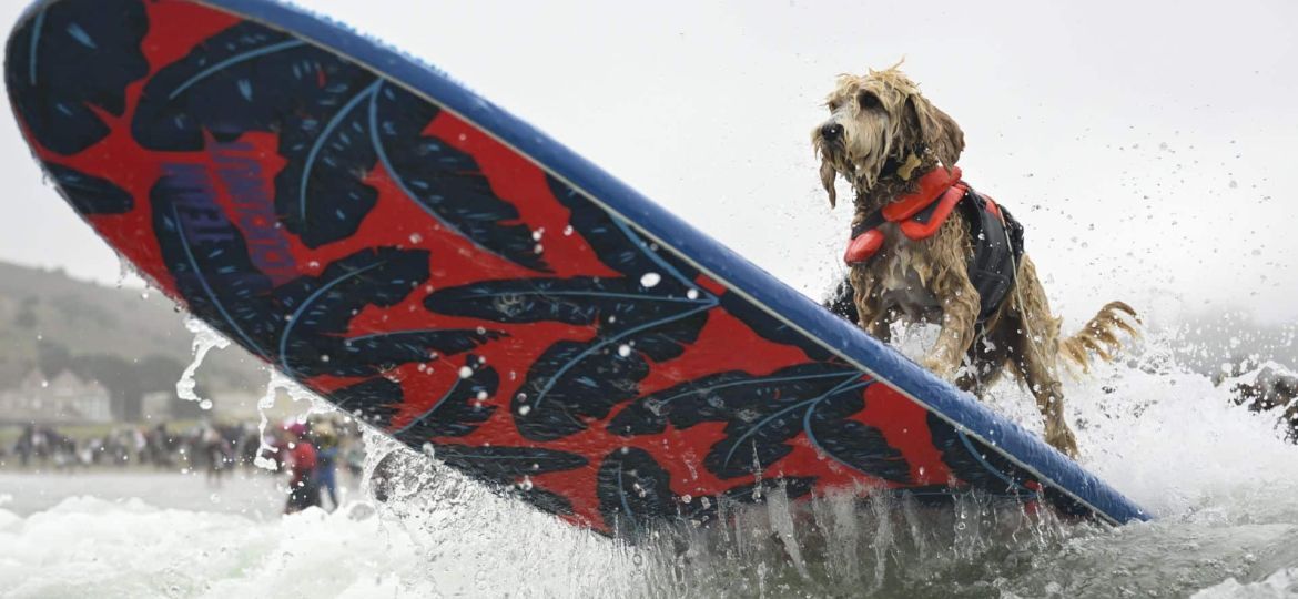 When Dogs Ride the Waves in California