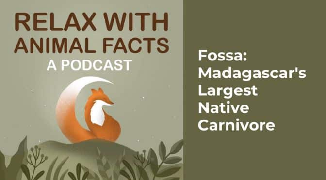Fossa: Madagascar&rsquo;s Largest Native Carnivore