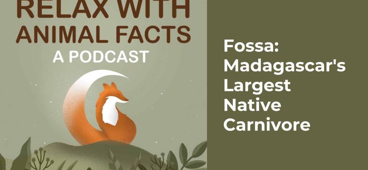 Fossa Madagascar's Largest Native Carnivore