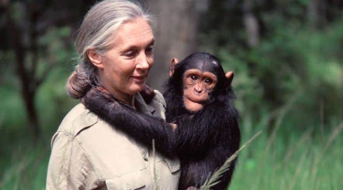 The life of: Jane Goodall