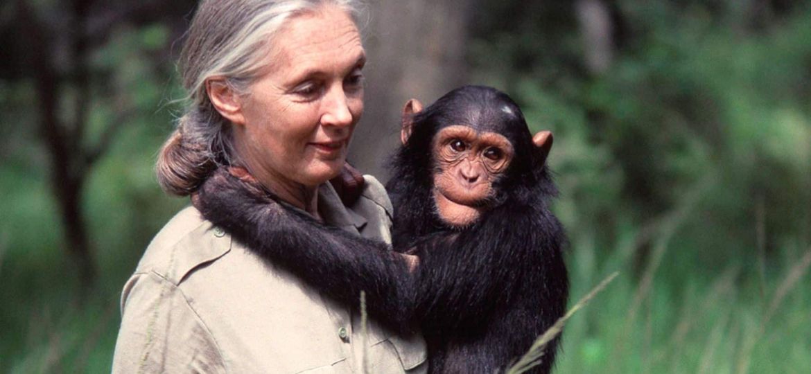 The life of Jane Goodall
