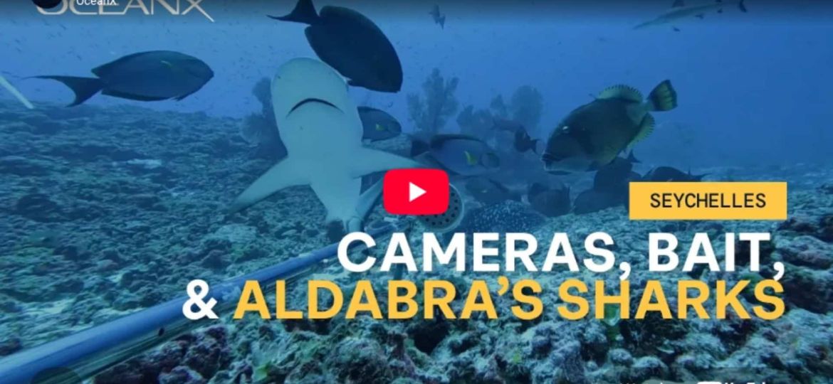What's Living in the Open Ocean Around Aldabra Seychelles BRUVS Expedition