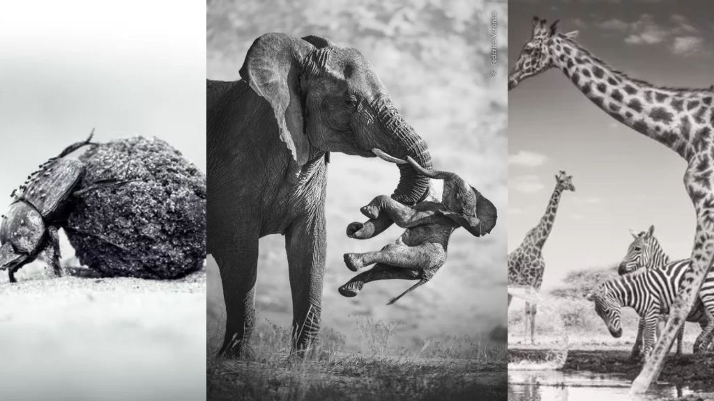 A Grieving Elephant Wins Wildlife Photographer of the Year 2026