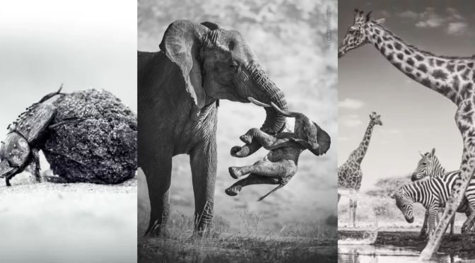 A Grieving Elephant Wins Wildlife Photographer of the Year 2026