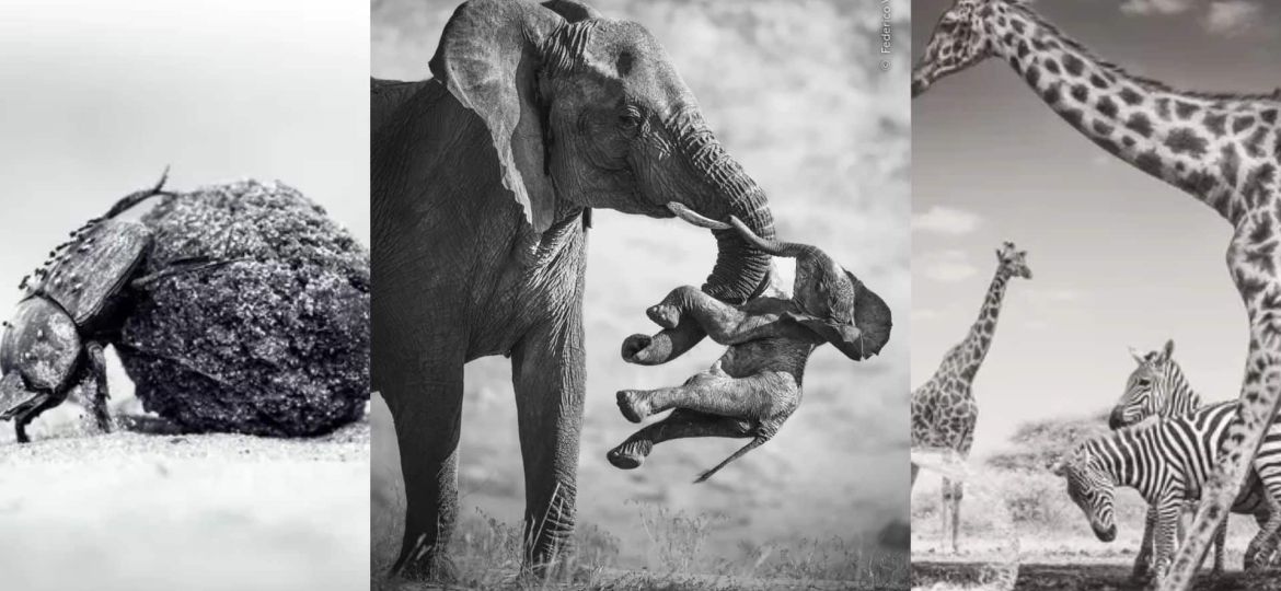 A Grieving Elephant Wins Wildlife Photographer of the Year 2026