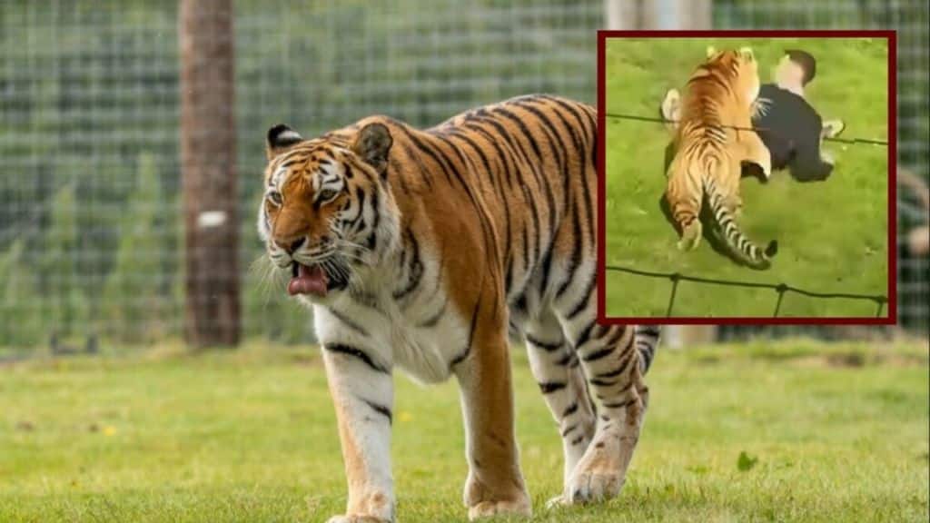 Fatal Tiger Attack at a British Wildlife Park