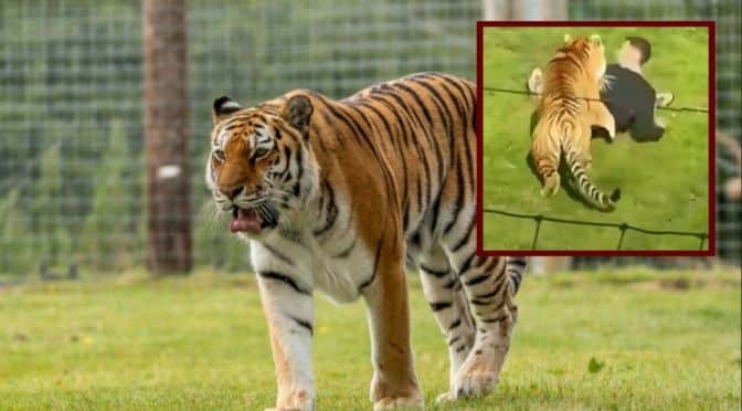 Fatal Tiger Attack at a British Wildlife Park