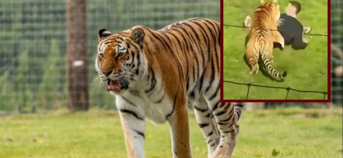 Fatal Tiger Attack at a British Wildlife Park